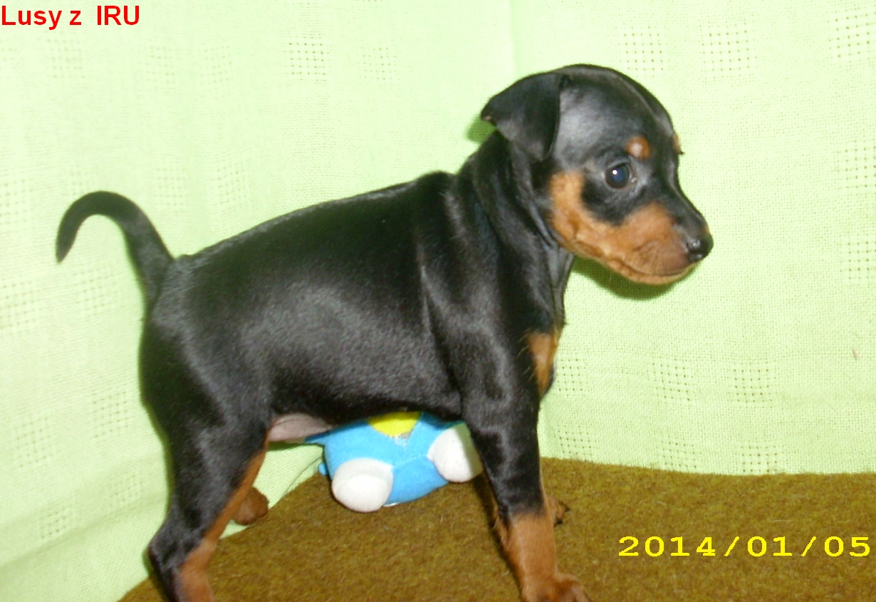 5.1.2014 Lusy z IRU postoj