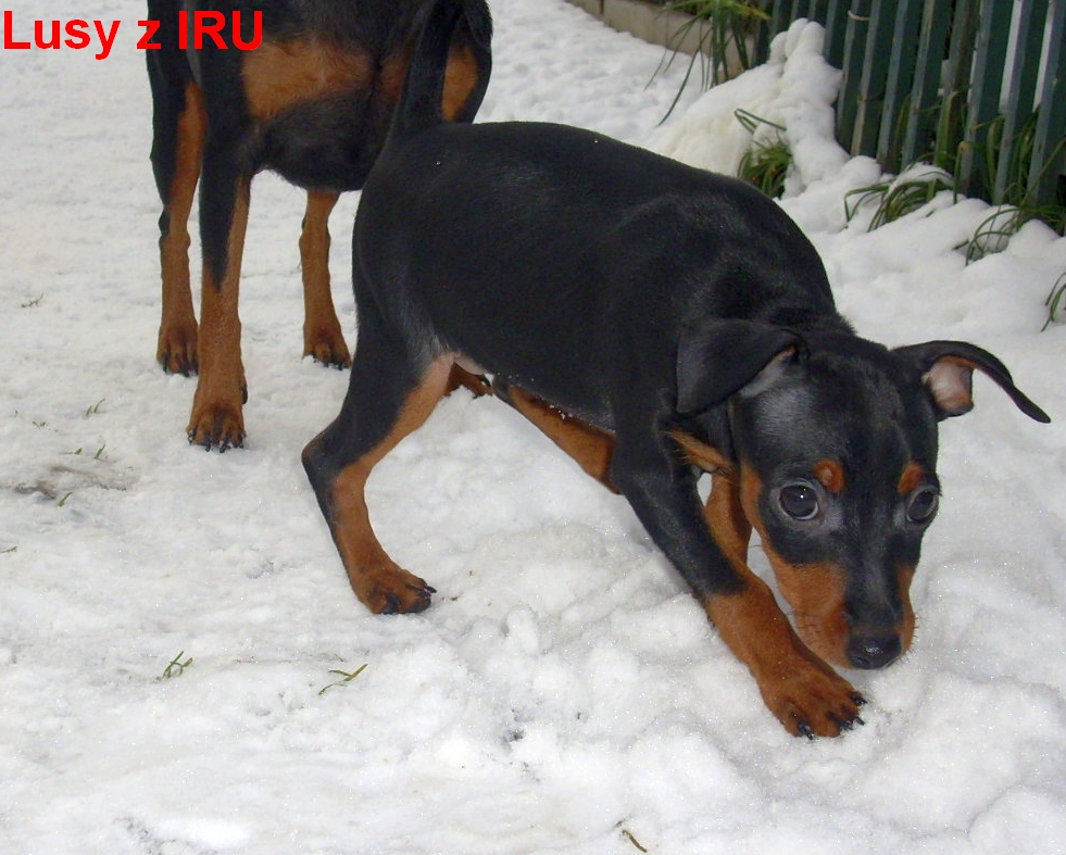 6.2.2014 Lusy z IRU brr, jíst se to nedá