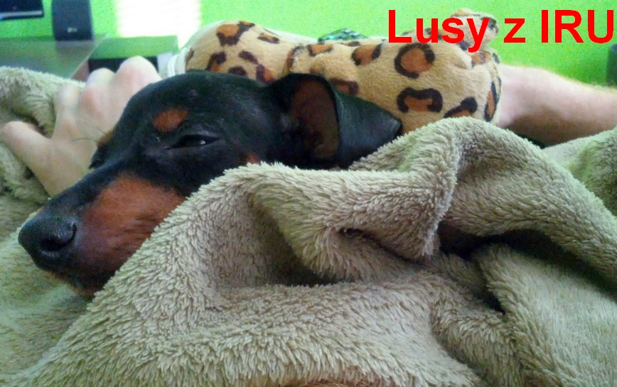 8.3.2014 Lusy z IRU zachumlaná ,spí