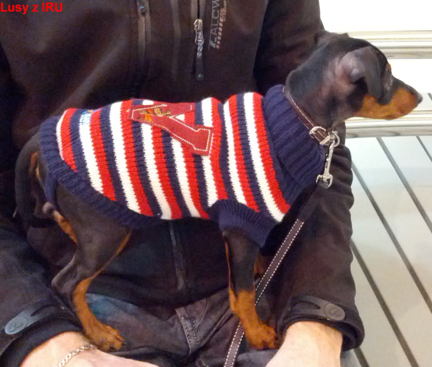 9.3.2014 Lusy z IRU ve svetříku na klíně stojí D