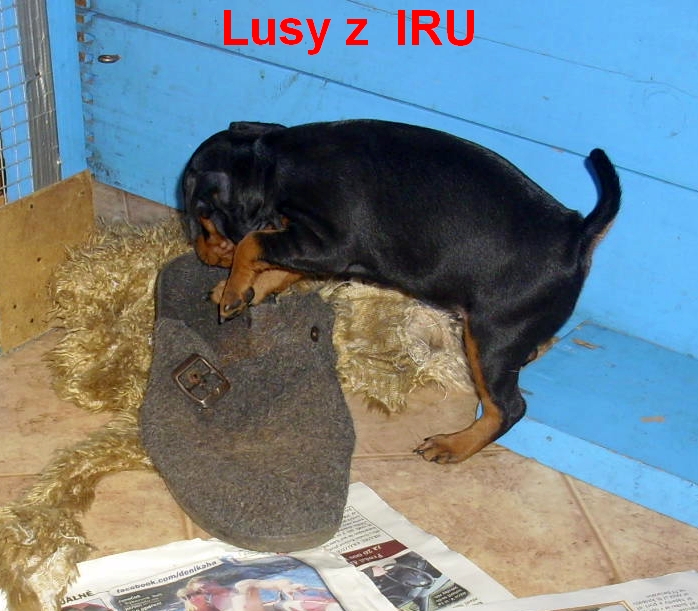 10.1.2014 Lusy z IRU demoluje