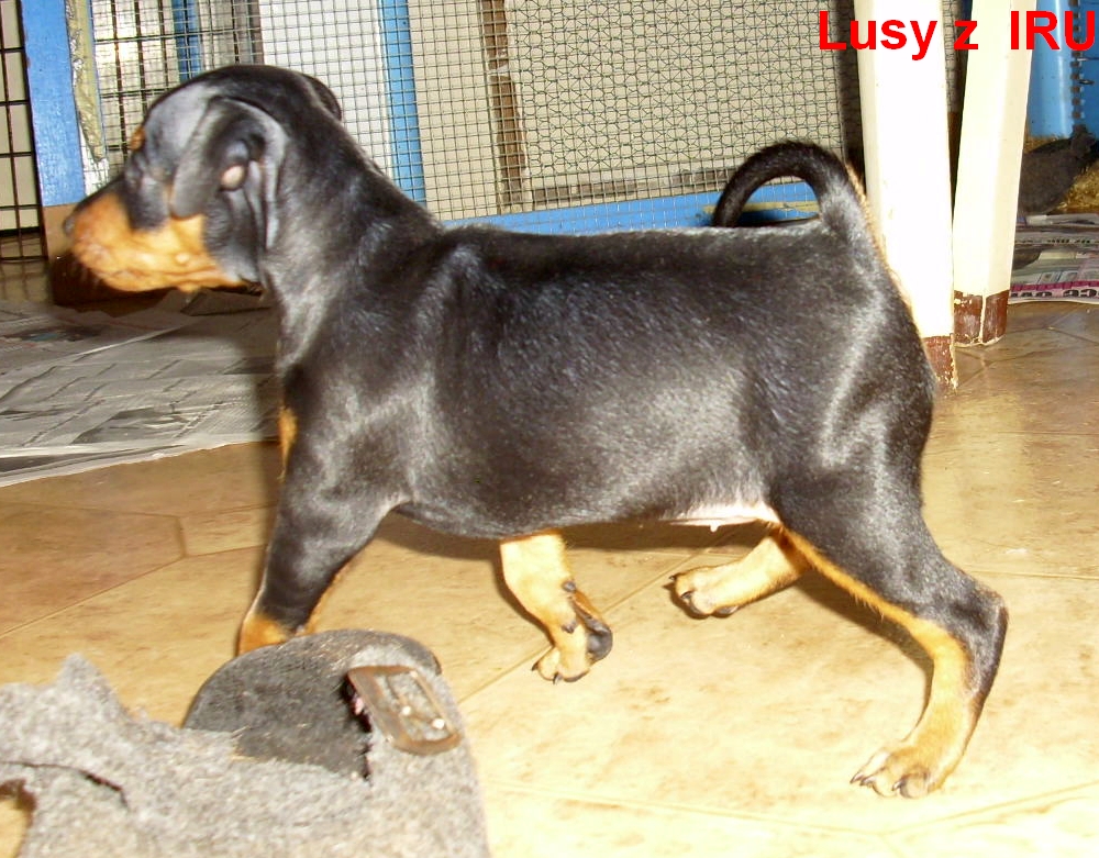 10.1.2014 Lusy z IRU postoj