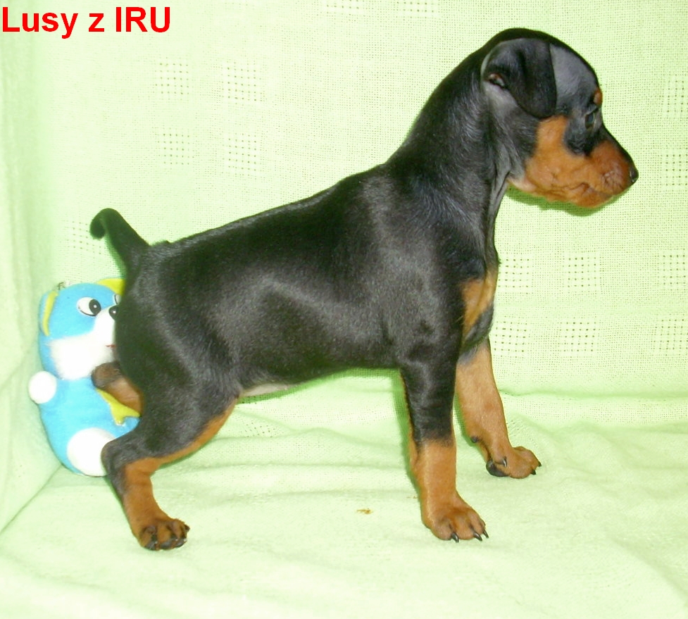 12.1.2014 Lusy z IRU  postoj