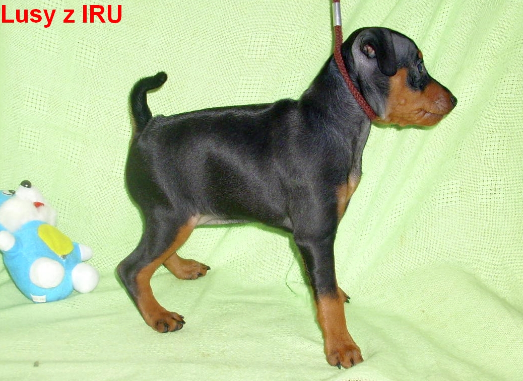 20.1.2014 Lusy z IRU poprvé na vodítku, už to umí