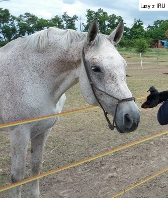 21.6.2014 Lusy z IRU a kamarád kůň
