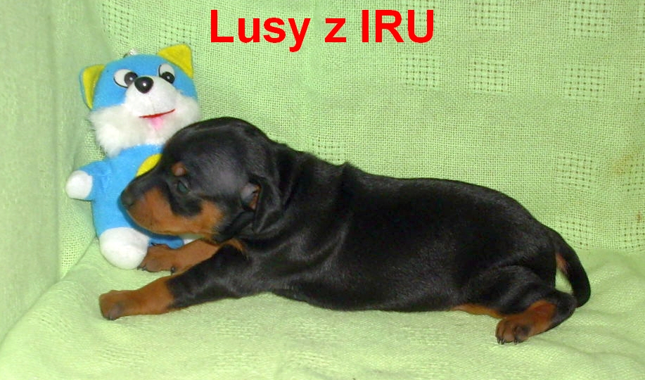 22.12.2013 Lusy z IRU kamarád s kocourem