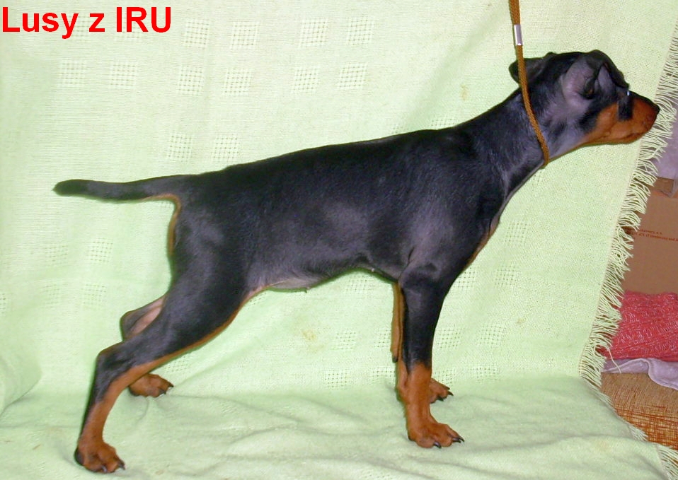 23.2.2014 Lusy z IRU postoj top