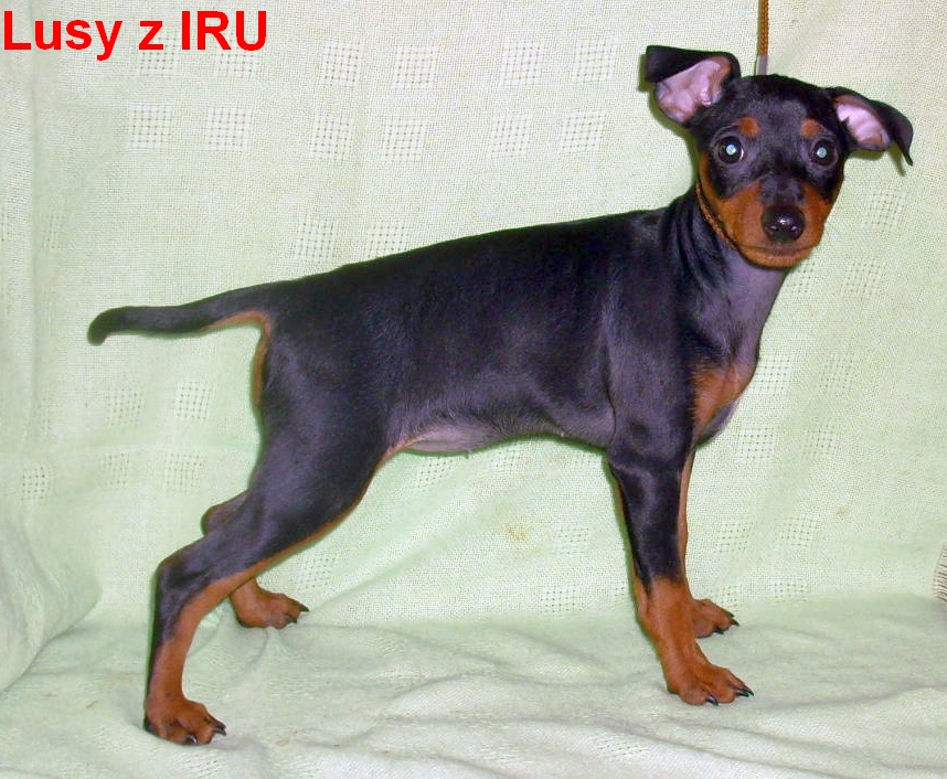 23.2.2014 Lusy z IRU vykulená