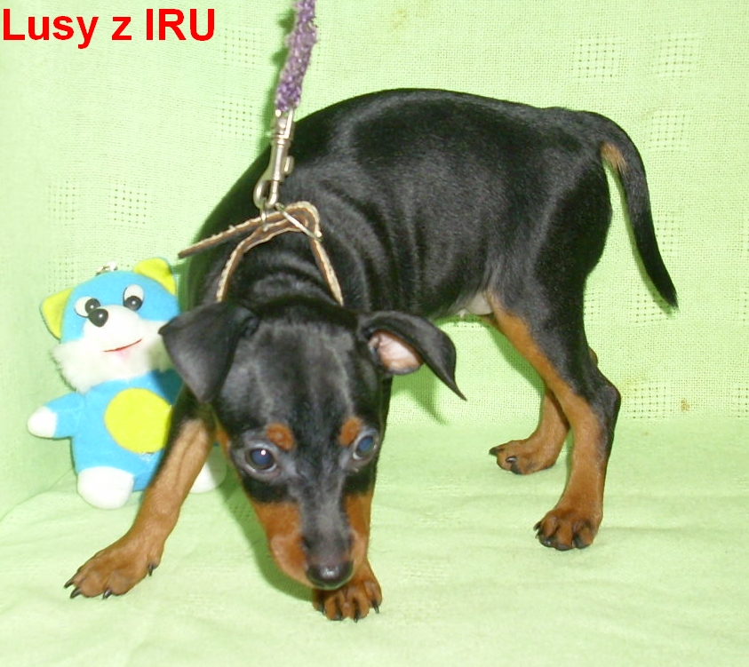 26.1.2014 Lusy z IRU hlava čelem