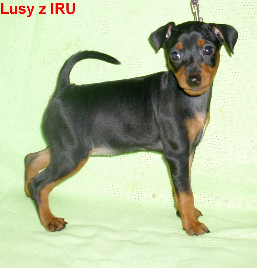 26.1.2014 Lusy z IRU postoj na vodítku,čelem