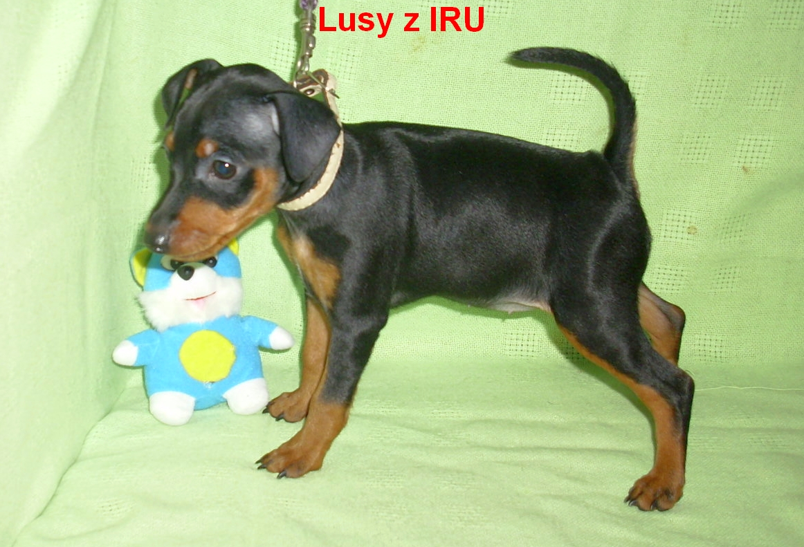 26.1.2014 Lusy z IRU postoj na vodítku