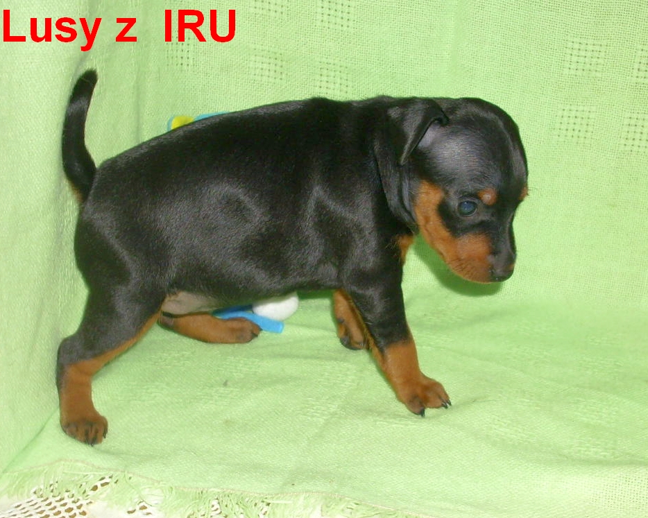 29.12.013 Lusy z IRU postoj