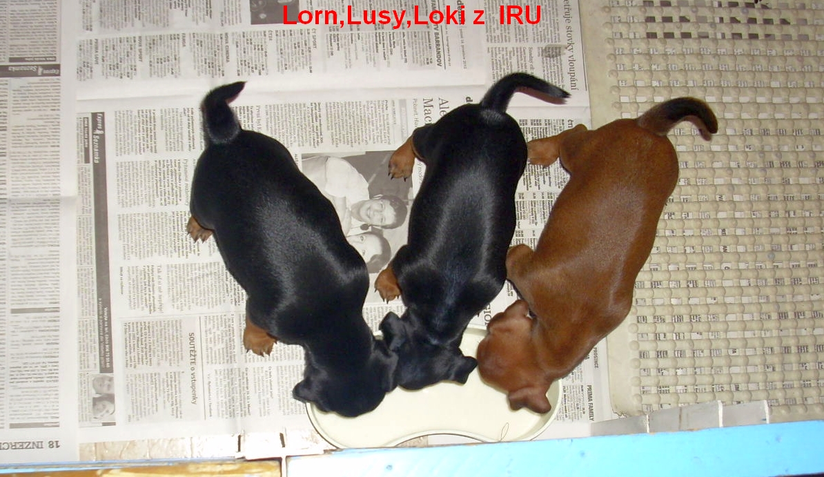 3.1.2014 Lorn,Lusy,Loki z IRU při krmení