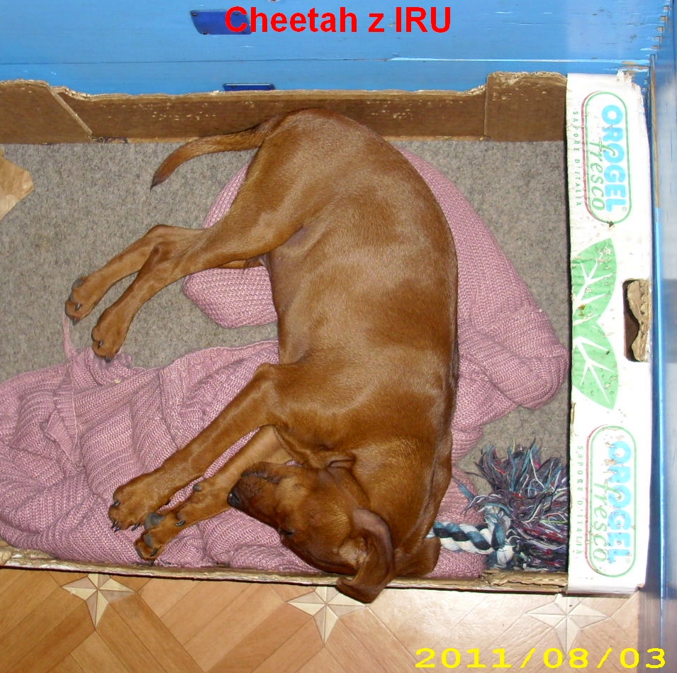 3.8.2011 Cheetah z IRU - siesta