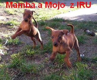 10.4.2014 Mamba a Mojo z IRU v běhu top