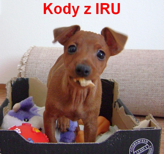 19.4.2013 Kody z IRU doma.D