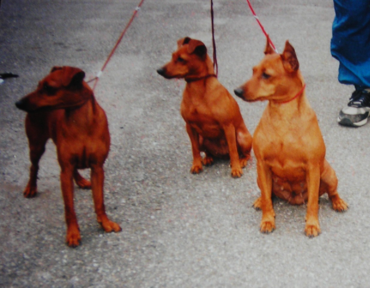 21.8.99 Irouši Inés,Huči,Eva   Kladno