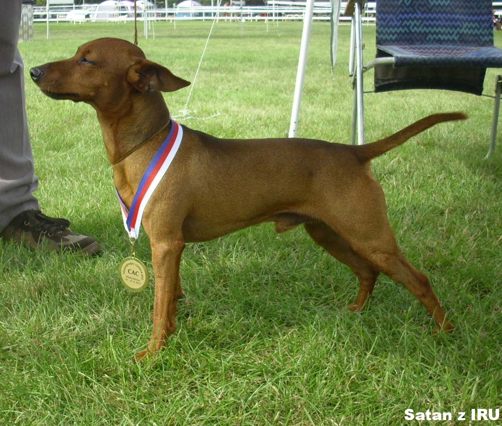 25.8.2019 Satan z IRU , MVP Ml.Bol. - V1,CAC,R.CACIB. Která je lepší.