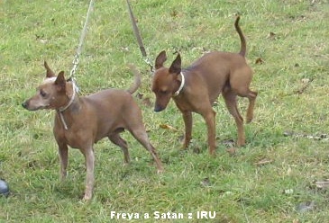 30.11.2019 Freya a Satan z IRU pinč stále v pohybu