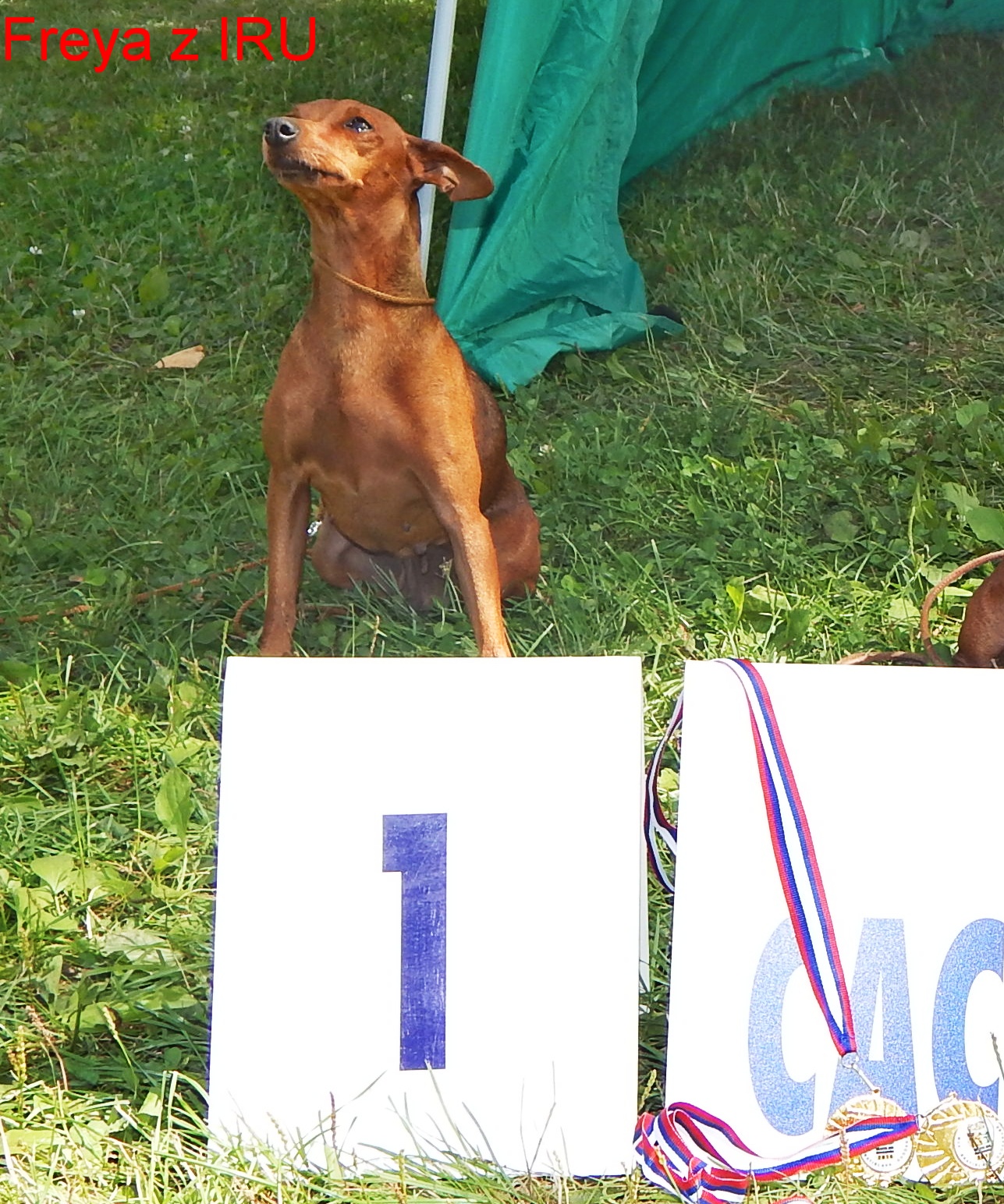 (68) 17.8.2014 MVP Bratislava Freya z IRU CAC,CACIB,BOS