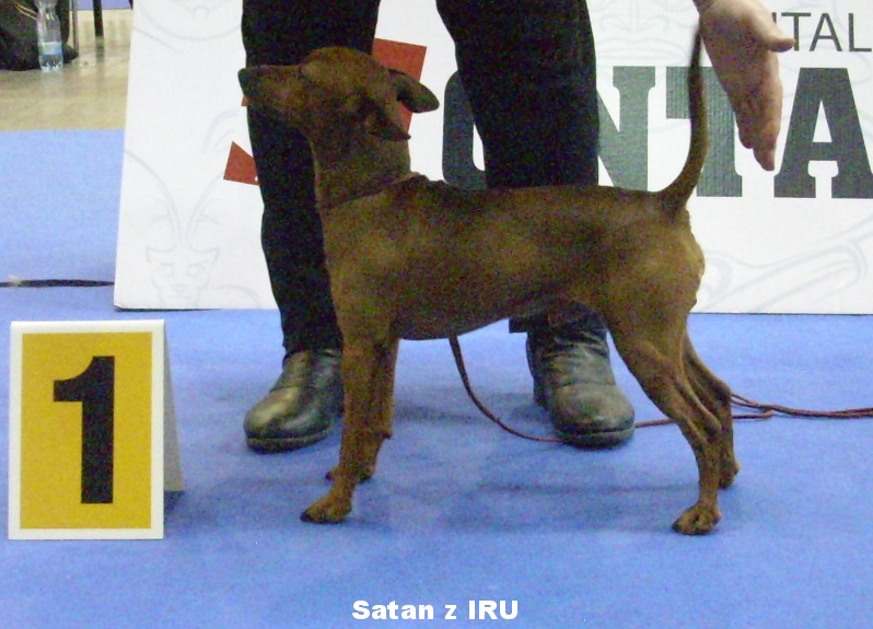 (86) 30.11.2019 Satan z IRU ,MVP PH., V1,CAC,R.CACIB