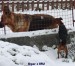 18.1.2016 Ogar z IRU nebojsa