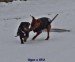 18.1.2016 Ogar z IRU s kamarádem