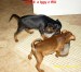 3.7.2012 Izabell a Iggy v pantoflích