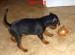 3.7.2012  Iggy s cibulí 2