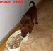 3.7.2012 Izabell  se krmí
