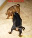 3.7.2012   Iggy a Izabell  s cibulí