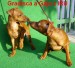 2.11.2010 Gradisca a Gája sedí očuchávají se