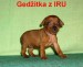 24.8.2010  Gedžitka z IRU stojí