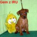 5.9.2010  Gem z IRU sedí