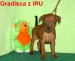 5.9.2010  Gradisca z IRU čelem