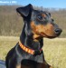 16.3.2017 Romča (Emma) z IRU